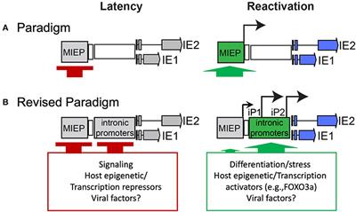 Control of Immediate Early Gene Expression for Human Cytomegalovirus Reactivation